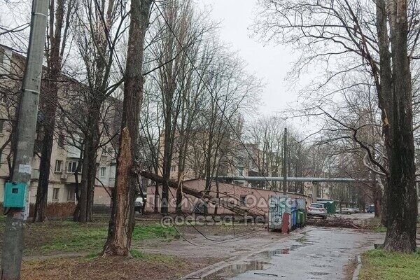 В Одессе начался древопад и остановились трамваи В Одессе начался древопад и остановились трамваи