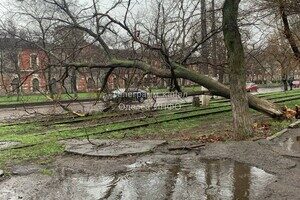 В Одессе начался древопад и остановились трамваи В Одессе начался древопад и остановились трамваи