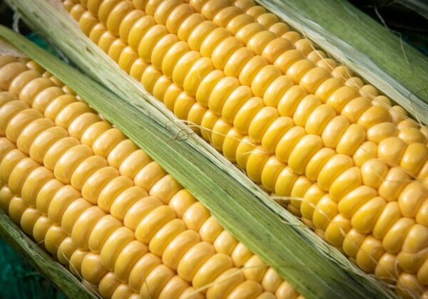 Где на этой неделе в Киеве пройдут продуктовые ярмарки. Адреса Где на этой неделе в Киеве пройдут продуктовые ярмарки. Адреса